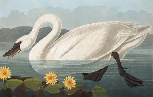 Common American Swan,  Cygnus Americanus, 1845.