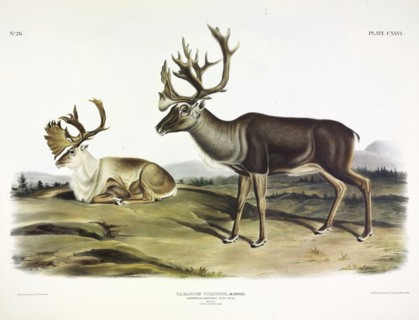 Caribou, Tarandus Furcifer, 1845.