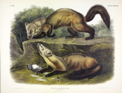 Pine Marten, Mustela Martes, 1845.