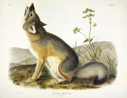 Swift Fox, Vulpes Velox, 1845.