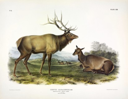 American Elk, Cervus Canadensis, 1845.