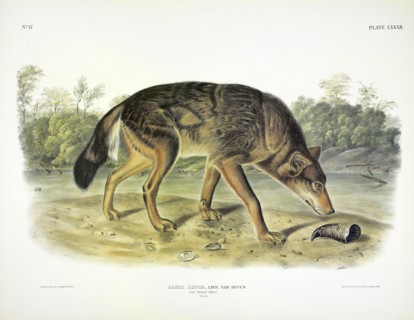Red Texan Wolf, Canis Lupus, 1845.