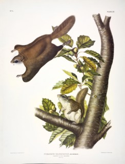 Oregon Flying Squirrel, Pteromys Origonensis, 1845.