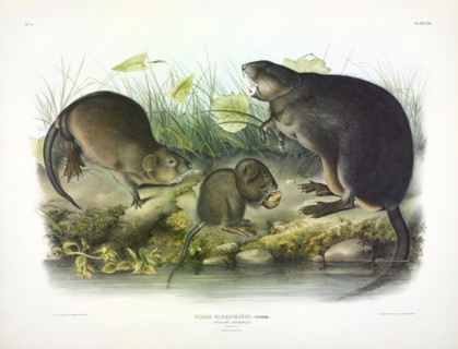 Musquash, Fiber Zibethicus, 1845.