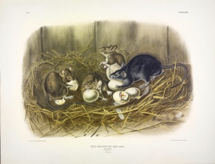 Black Rat, Mus Rattus et Var, 1845.