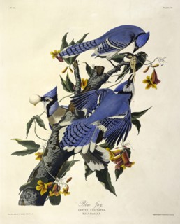 Blue Jay,  Corvus Christatus, 1845.