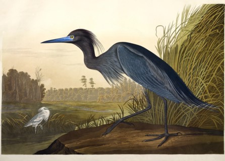 Blue Crane or Heron, Ardea Coerulea, 1845.