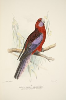Northern Crimson Parrot, pub. 1916 (hand coloured engraving). Creator: Roland Green (1896 - 1972).