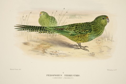 Ground Parrot, pub. 1916 (hand coloured engraving). Creator: Roland Green (1896 - 1972).