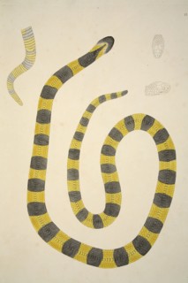 Bungarum Pamah, pub. 1796 (hand coloured engravings). Creator: William Skelton (1763 - 1848).
