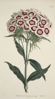 Dianthus Barbatus (Bearded Pink), pub. 1792 (hand coloured engraving). Creator: English School (18th Century).