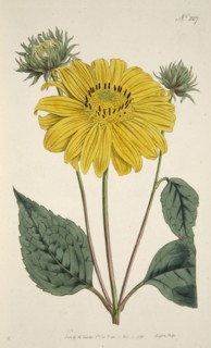 Sunflower, pub. 1796 (hand coloured engraving). Creator: English School (18th Century).