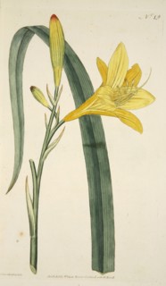 Hemerocallis Flava (Yellow Day Lily), pub. 1796 (hand coloured engraving). Creator: English School (18th Century).