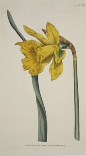 Narcissus Major (Great Daffodil), pub. 1793 (hand coloured engraving). Creator: English School (18th Century).