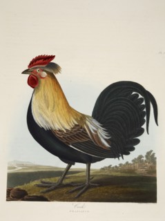 Cock, Phasianus, pub. 1835 ( Hand coloured engraving) . Creator: Charlotte Lousia Emily Perrott (c.1790 - 1836) after.
