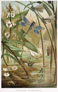 Stages of Development of a Damselfly, from Brehms Tierleben, pub. 1860's (colour lithograph) , 1860. Creator: German School (19th Century).