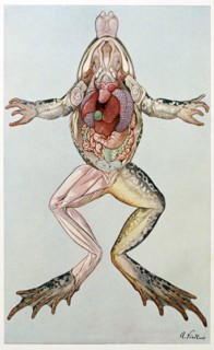 Anatomical Cross Section of a femal frog, from Brehms Tierleben, pub. 1860's.  Creator: German School (19th Century).