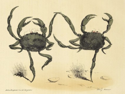 Danse Fantastique from La Caricature, pub. 1831 (lithograph), 1831. Creator: Henry Monnier (1799 - 1877).
