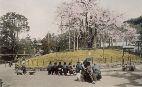 The famous cherry tree at Maruyama, Kyoto 1890's. Creator: Japanese Photographer (19th Century).