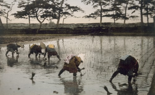 Five peasants re-planting rice in a paddy field, 1890's. Creator: Japanese Photographer (19th Century).