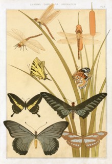 Butterflies, pub. 1897. Creator: Maurice Pillard Verneuil (1869?1942).