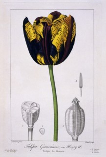 Tulip: King Henry IV.,  pub. 1836. Creator: Panacre Bessa (1772-1846).