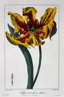Tulip 'Flaming Parrot',  pub. 1836. Creator: Panacre Bessa (1772-1846).