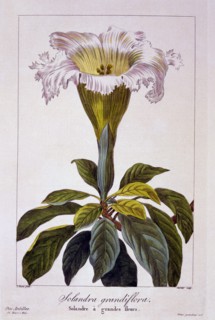 Chalice Vine, pub. 1836. Creator: Panacre Bessa (1772-1846).