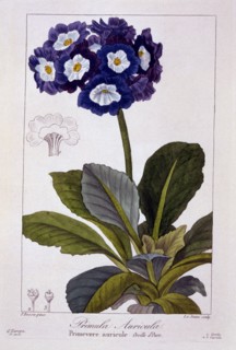 Primula auricula, pub. 1836. Creator: Panacre Bessa (1772-1846).