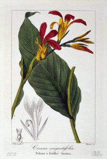 Canna or Indian Shot Flower, pub. 1836. Creator: Panacre Bessa (1772-1846).