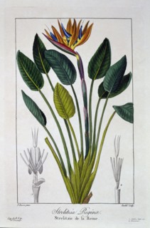 Bird of Paradise or Crane Flower,  pub. 1836. Creator: Panacre Bessa (1772-1846).
