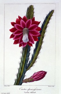 Cactus,  pub. 1836. Creator: Panacre Bessa (1772-1846).