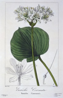 Euricles coronata,  pub. 1836. Creator: Panacre Bessa (1772-1846).