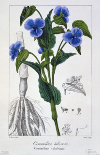 Commelina tuberosa, pub. 1836. Creator: Panacre Bessa (1772-1846).