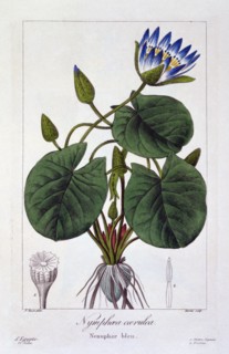 Nymphaea caerulea, pub. 1836. Creator: Panacre Bessa (1772-1846).