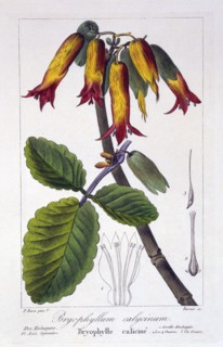 Bryophyllum calycinum, pub. 1836. Creator: Panacre Bessa (1772-1846).