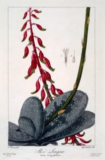 Aloe lingua, pub. 1836. Creator: Panacre Bessa (1772-1846).
