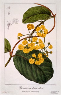 Banisteria: B. tormentosa,  pub. 1836. Creator: Panacre Bessa (1772-1846).
