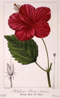 Hibiscus: H. rosa-sinensis,  pub. 1836. Creator: Panacre Bessa (1772-1846).