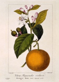 Sweet Orange: Citrus sinensis var: Bigaradia violacea, pub. 1836. Creator: Panacre Bessa (1772-1846).