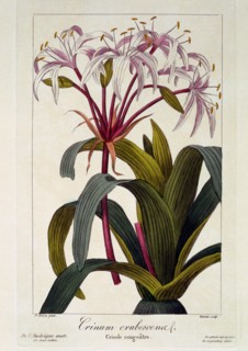 Crinum erubescens,  pub. 1836. Creator: Panacre Bessa (1772-1846).