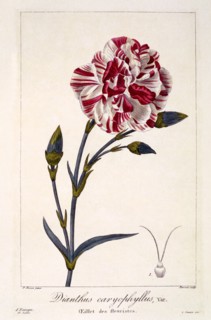 Dianthhus caryophyllus,  pub. 1836. Creator: Panacre Bessa (1772-1846).