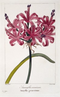 Amaryllis (A. sarniensis),  pub. 1836. Creator: Panacre Bessa (1772-1846).