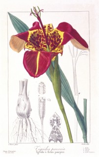 Tiger Flower or Peacock Flower,  pub. 1836. Creator: Panacre Bessa (1772-1846).