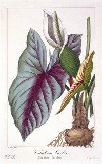 Caladium bicolor,  pub. 1836. Creator: Panacre Bessa (1772-1846).