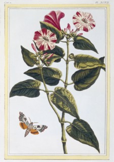 La Belle de Nuit (Morning Glory),  pub. 1776. Creator: Pierre Joseph Buchoz (1731-1807).