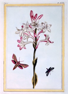La Tuberose,  pub. 1776. Creator: Pierre Joseph Buchoz (1731-1807).