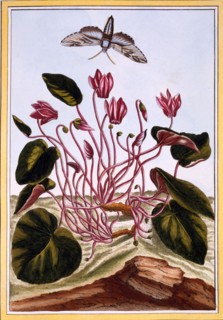 Cyclamen,  pub. 1776. Creator: Pierre Joseph Buchoz (1731-1807).