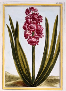 Royal Crimson,  pub. 1776. Creator: Pierre Joseph Buchoz (1731-1807).