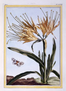 A Lily,  pub. 1776. Creator: Pierre Joseph Buchoz (1731-1807).